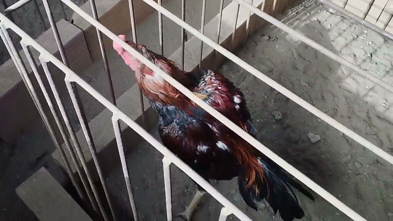 A temporada está começando