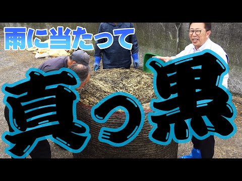 【不運！牧草が真っ黒】初めて活性誘導水を牧草に掛けたのに雨に当たってしまった！【DNW299】