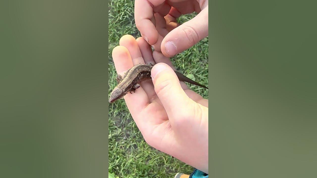 ящерица 🦎😀😁😄 - YouTube