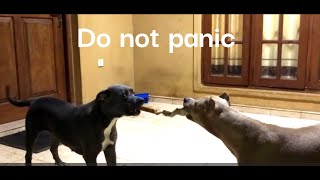 HOW TO BREAK UP A DOG FIGHT by GOOD GUARDIAN K9 (Working Dog) 894 views 3 months ago 14 minutes, 7 seconds