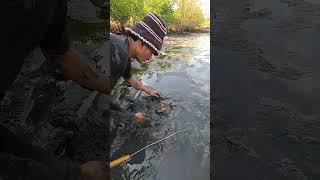 Catch Big Mud Crabs In The Mangrove Forest After The Sea Low Tide | BONG VATH |