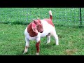 MAX Boer Goats RIPPIN' IRON ~ SOLD