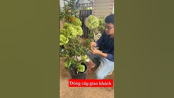 Cẩm tú cầu thân gỗ nhà em giao khách. Cây to sẵn hoa rồi ạ ☎️: 092.391.6866 #nhavuonngoclam