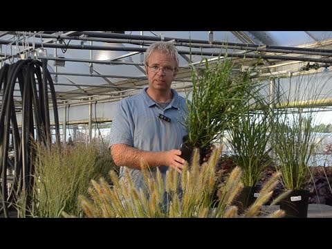 Video: Fakta Dropseed Prairie - Cara Merawat Rumput Dropseed Prairie