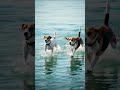 #eagles #attack #dog #family #save #viral