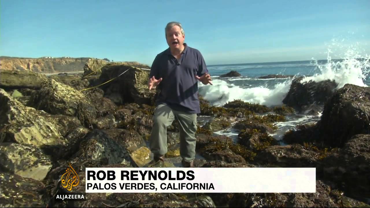 Starfish infected by unknown deadly disease