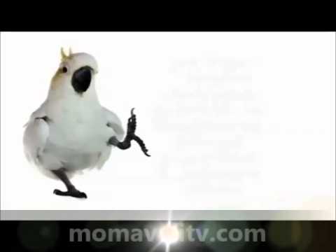 კაკადუს რჩევები