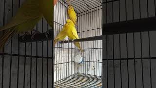 my breeding setup for Australian budgies Parrots ? ? ?