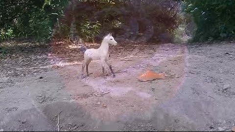 Music video: Surrender (