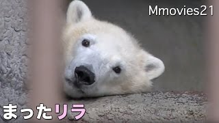 Large yawn,Polar Bear 