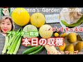 【プランター栽培】「猫がメロンに夢中すぎて笑った【家庭菜園収穫日記】」 #メロン栽培 #マンゴー栽培