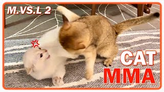 Cats Play Fighting PART 2  MILEY VS LOUIE British Shorthair Cute Cat PlayFighting With Each Other
