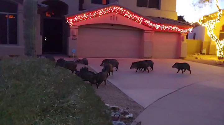 Pigs on the March