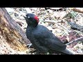 Черный дятел ест короедов, Black woodpecker eats bark beetles