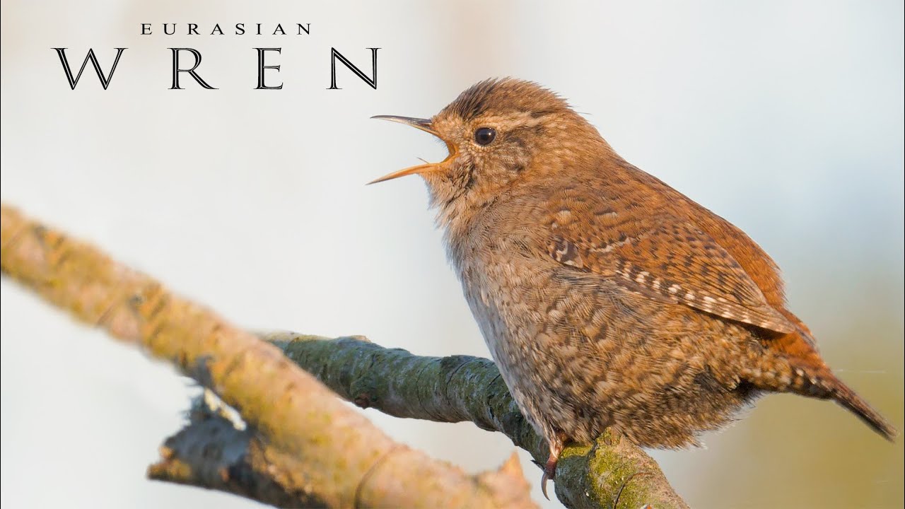 Bird sounds. Eurasian Wren singing YouTube