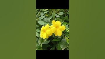 #القرآن_الكريم #آية_الكرسي #سورة_البقرة #nature #قرآن #naturephotography #flowers #اكتب_شي_تؤجر_عليه