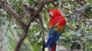 Amazon Jungle Tours From Manaus