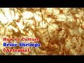 How to Culture Brine Shrimp | Artemia