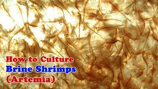 How to Culture Brine Shrimp | Artemia