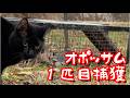 オポッサム１匹目捕獲・ロイに尾行されてました