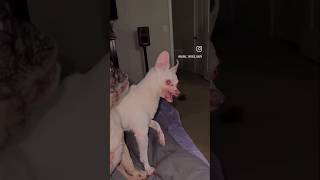 demon dogs 🙀🙀🙀🙀#demon #trending #horror #viral #viralvideo