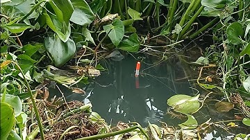 Câu ổ cá chép, cá trê trong bụi lục bình - Nấu cơm giữa sông Tiền | Câu cá ổ T319