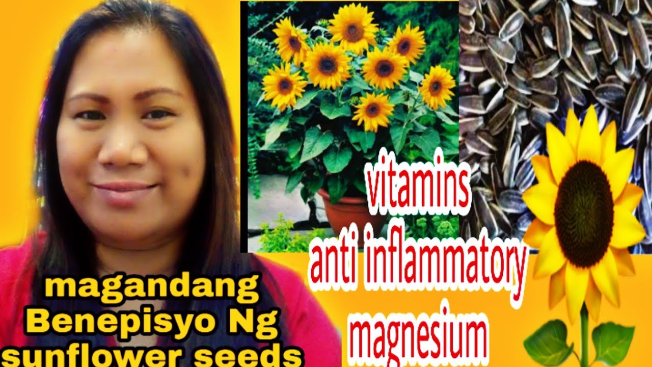 mga-sakit-na-nagagamot-ng-sunflower-seeds-youtube