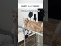 #猫 #猫動画 #cat #猫好きさんと繋がりたい #猫との暮らし #替え歌 #ブリティッシュショートヘア #ねこ #可愛い猫 #面白い猫