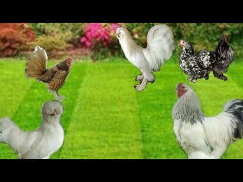 THE BEST chickens breeds for homestead farming.🐔 🐓- FULL HD (1080P)