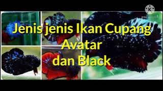 Jenis jenis ikan cupang Avatar dan black