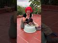 Hai Mẹ Con Úp Được Con Rắn Hổ Mang Chúa #shortvideo #funny