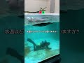 《鳥羽水族館》ラッコ水槽の潜水掃除は超過酷！？ #鳥羽水族館 #tobaaquarium #ラッコ #seaotter