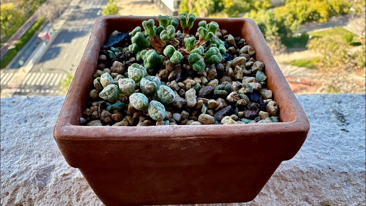 Живые Камни не пили почти уже год. 23.02.26