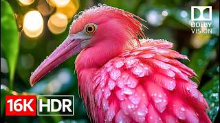 Unbelievable Detail — 16K HDR Dolby Vision Showcase Wealth
