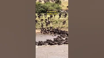 Com Som Original Porque Essa Experiência Foi SURREALLL Tanzania Grandemigração Serengeti Safari 