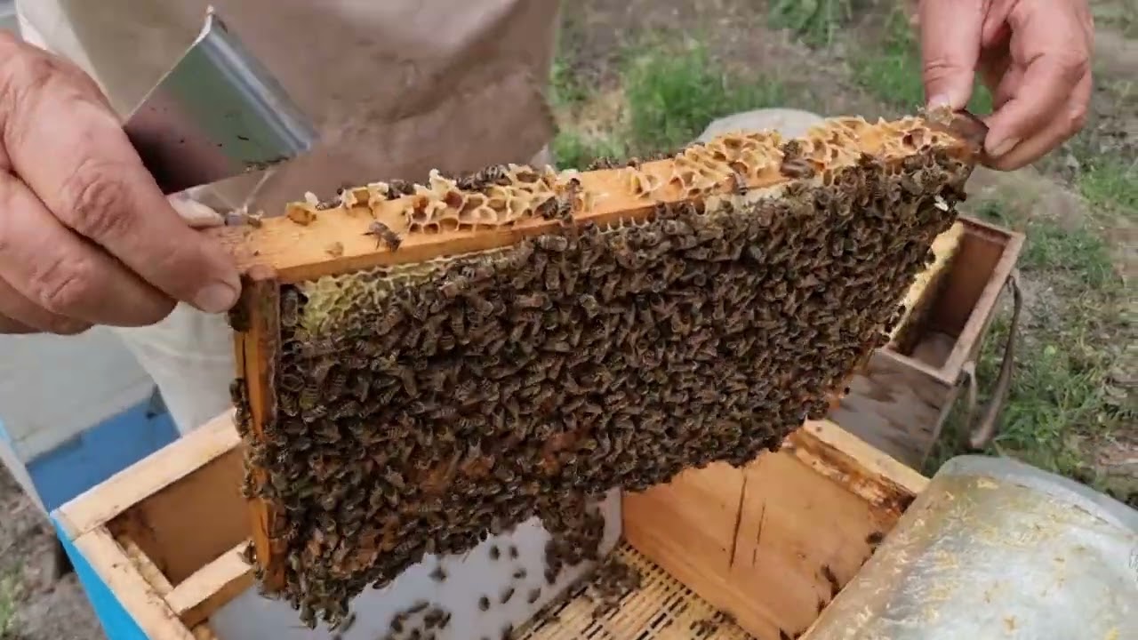 Асалари оилаларидан бола ари оилалари(отводкалар) хосил килиш