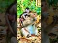 🐒monkey eating food ! 🥞 #monkey #animals #youtubeshorts #funnymonkey #cuteanimals #babymonkey