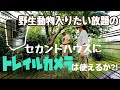 驚きの動画とれた！！庭の柿の木にソーラートレイルカメラ設置 [二拠点生活]