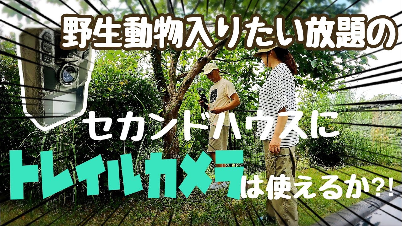 驚きの動画とれた！！庭の柿の木にソーラートレイルカメラ設置 [二拠点生活]