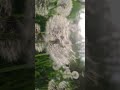 #music #folksong #nature #домбыраастана #rain #тойбастарастана #food #automobile #әдемімузыка