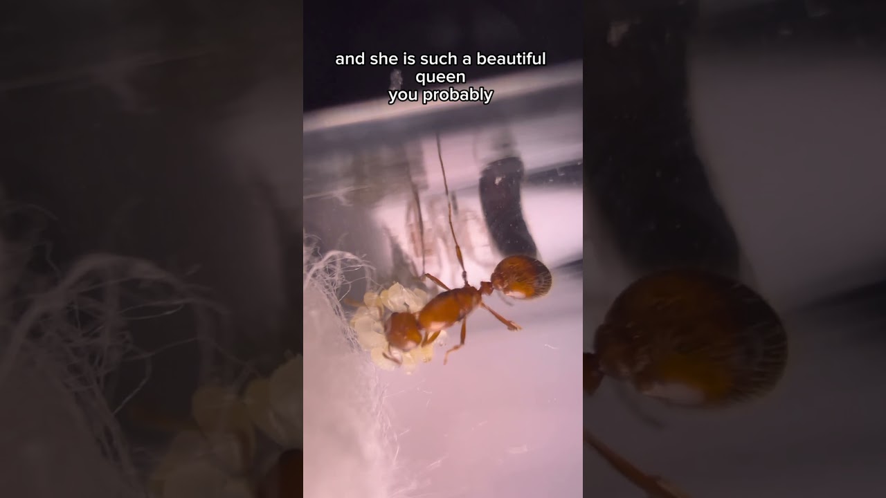 I have just got a fire ant queen(solonopsis gemenita