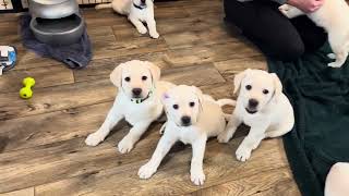 Labrador Puppy Playtime & Clean up with HDL Shelby & Mr HDL #labrador #puppy #cutepuppies