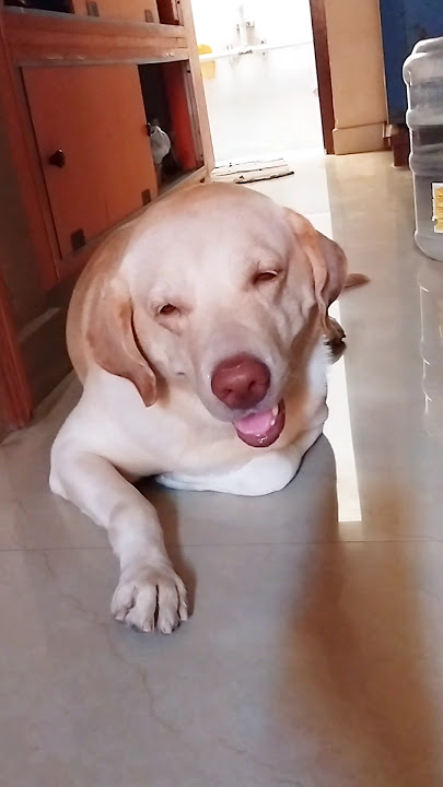 🔥என்ன ஒரு புத்திசாலித்தனம்💥 #shorts #funny #funnypets #cuteanimals #cutebaby #comedy #cutedogs #dog