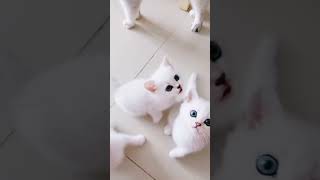 cute baby kitty  #shorts #funnycats #kitten  #funnykittens #pets #animal #cuteanimals #catslover
