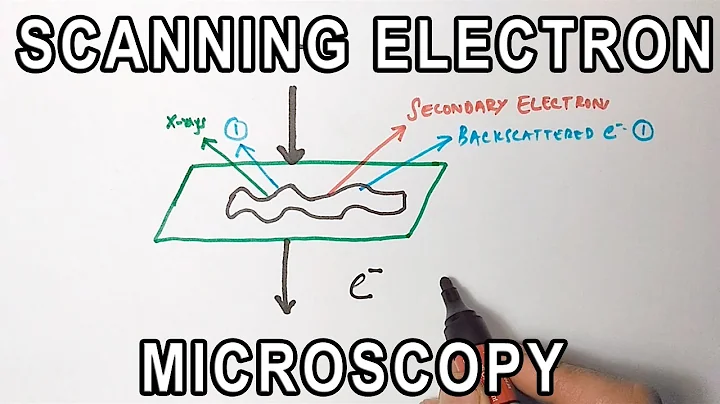 Principle of Scanning Electron Microscopy | SEM