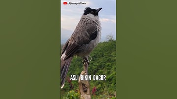 Burung Kutilang Gacor  Garuda #kutilang #kutilanggacor