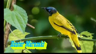 Download Lagu SUARA PIKAT BURUNG KUTILANG SUTRA/PERCANG NGACOR_HD.mp4 MP3 Download Lagu SUARA PIKAT BURUNG KUTILANG SUTRA/PERCANG NGACOR_HD.mp4 MP3