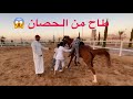 الحصان هرب فيه وطاح منه