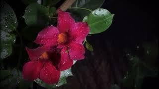 1dac5458038318525304c3271f4dafa2