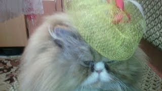 А говорят что Персы не ловят мышей А говорят что Персы не ловят мышей